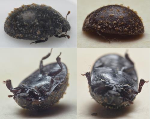 Nosodendron fasciculare